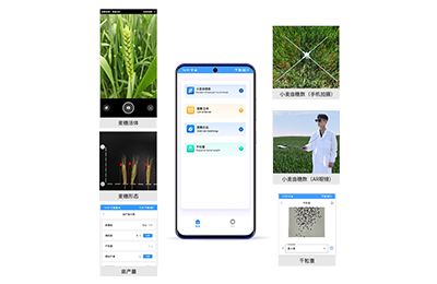 常州市小麦亩穗数分析仪IN-XM02