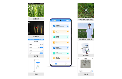 常州市小麦表型测量仪IN-XM05